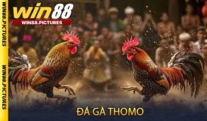 Đá gà Thomo