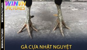 Gà cựa Nhật Nguyệt